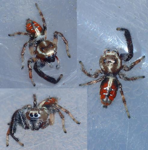 Thyene imperialis